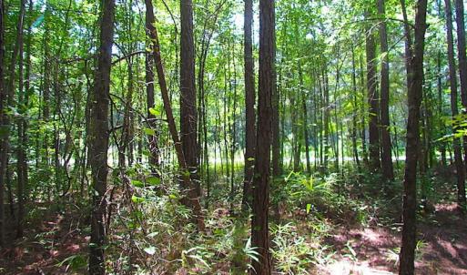 Photo of SOLD!!  6 Acres of Mature Timber Land for Sale in  Surry County VA!