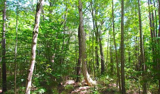 Photo of SOLD!!  6 Acres of Mature Timber Land for Sale in  Surry County VA!