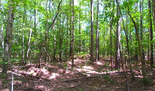 Photo of SOLD!!  6 Acres of Mature Timber Land for Sale in  Surry County VA!