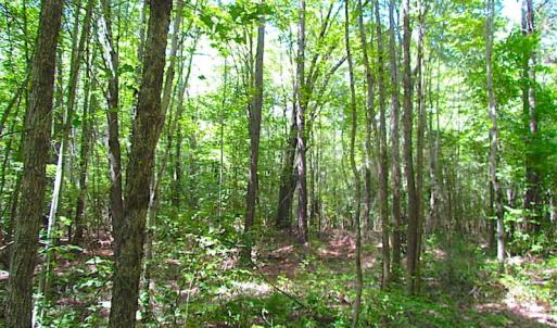 Photo of SOLD!!  6 Acres of Mature Timber Land for Sale in  Surry County VA!