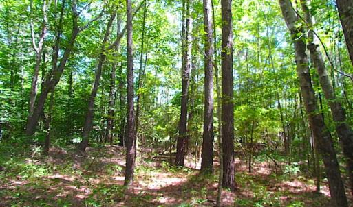 Photo of SOLD!!  6 Acres of Mature Timber Land for Sale in  Surry County VA!