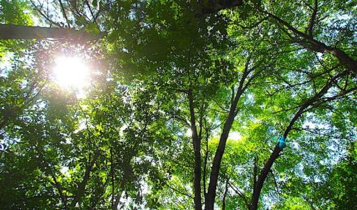 Photo of SOLD!!  6 Acres of Mature Timber Land for Sale in  Surry County VA!