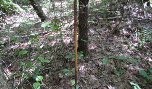 Photo of SOLD!!  6 Acres of Mature Timber Land for Sale in  Surry County VA!