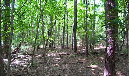 Photo of SOLD!!  6 Acres of Mature Timber Land for Sale in  Surry County VA!