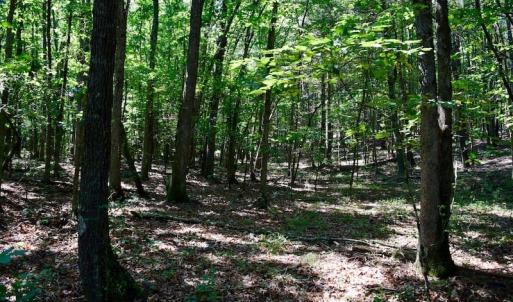 Photo of 148 Acres of Hunting and Recreational Land for Sale in Botetourt County VA!