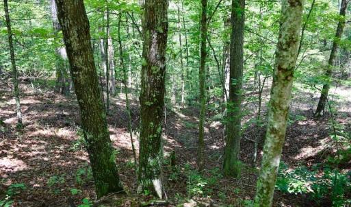 Photo of 148 Acres of Hunting and Recreational Land for Sale in Botetourt County VA!