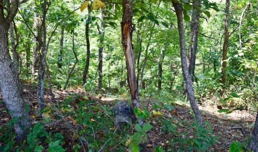 Photo of 148 Acres of Hunting and Recreational Land for Sale in Botetourt County VA!