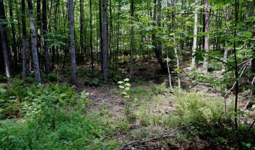 Photo of 148 Acres of Hunting and Recreational Land for Sale in Botetourt County VA!