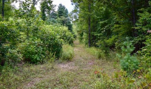 Photo of 148 Acres of Hunting and Recreational Land for Sale in Botetourt County VA!