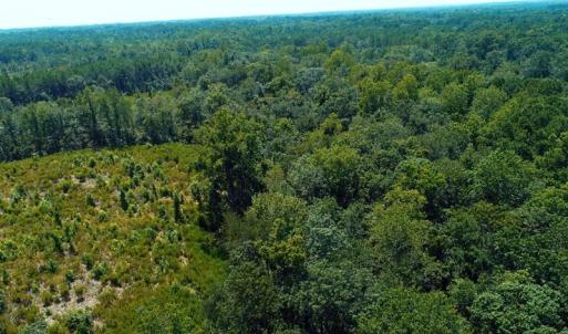 Photo of SOLD!!  5 Acres of Residential and Hunting Land For Sale in Brunswick County NC!