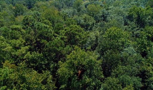 Photo of SOLD!!  5 Acres of Residential and Hunting Land For Sale in Brunswick County NC!