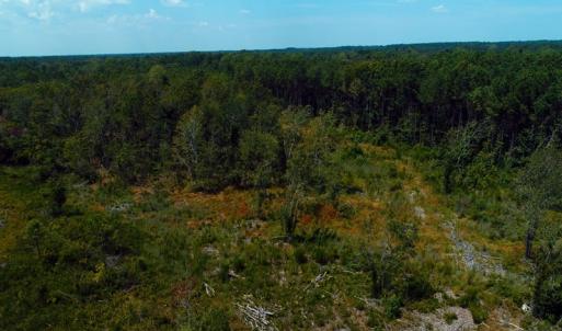 Photo of SOLD!! 7 Acres of Residential and Hunting Land For Sale in Brunswick County NC!