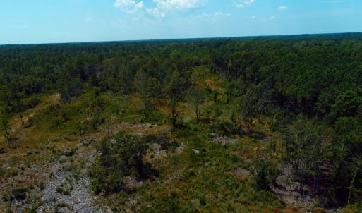Photo of SOLD!! 7 Acres of Residential and Hunting Land For Sale in Brunswick County NC!