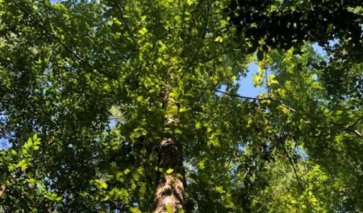 Photo of SOLD!!  83 Acres of Timber and Hunting Land For Sale in Warren County NC!