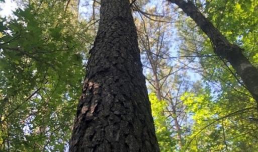 Photo of SOLD!!  83 Acres of Timber and Hunting Land For Sale in Warren County NC!