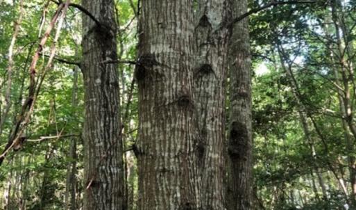 Photo of SOLD!!  83 Acres of Timber and Hunting Land For Sale in Warren County NC!