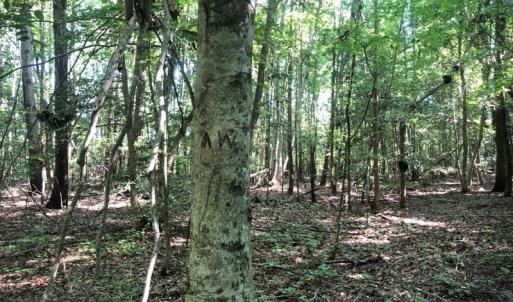 Photo of SOLD!!  83 Acres of Timber and Hunting Land For Sale in Warren County NC!