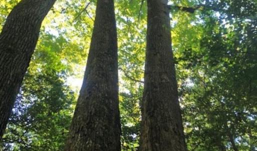 Photo of SOLD!!  83 Acres of Timber and Hunting Land For Sale in Warren County NC!