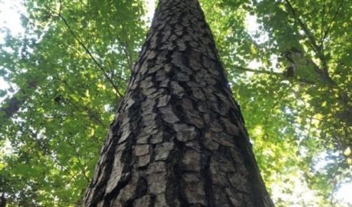 Photo of SOLD!!  83 Acres of Timber and Hunting Land For Sale in Warren County NC!
