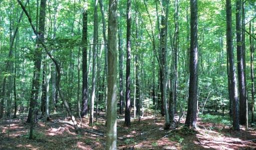 Photo of SOLD!!  83 Acres of Timber and Hunting Land For Sale in Warren County NC!