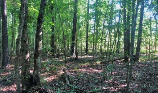 Photo of SOLD!!  83 Acres of Timber and Hunting Land For Sale in Warren County NC!