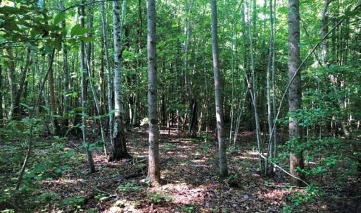 Photo of SOLD!!  83 Acres of Timber and Hunting Land For Sale in Warren County NC!