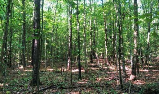 Photo of SOLD!!  83 Acres of Timber and Hunting Land For Sale in Warren County NC!