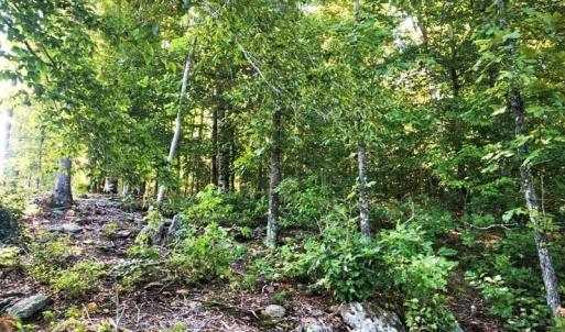 Photo of SOLD!!  83 Acres of Timber and Hunting Land For Sale in Warren County NC!
