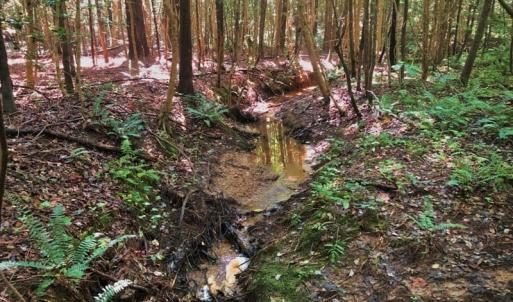 Photo of SOLD!!  83 Acres of Timber and Hunting Land For Sale in Warren County NC!