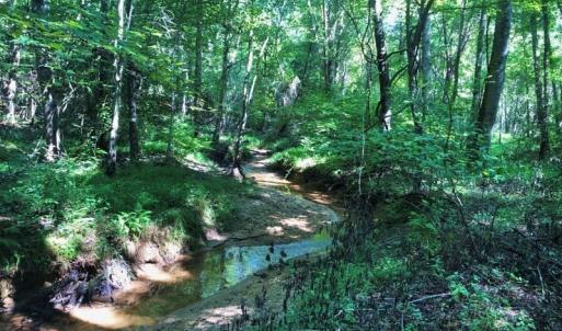 Photo of SOLD!!  83 Acres of Timber and Hunting Land For Sale in Warren County NC!