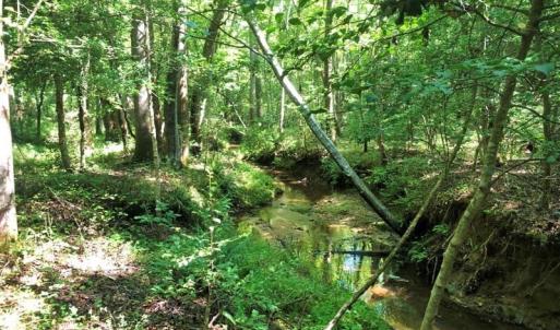Photo of SOLD!!  83 Acres of Timber and Hunting Land For Sale in Warren County NC!
