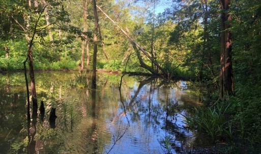 Photo of SOLD!!  83 Acres of Timber and Hunting Land For Sale in Warren County NC!