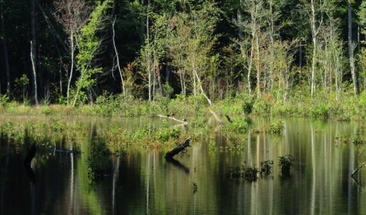 Photo of SOLD!!  83 Acres of Timber and Hunting Land For Sale in Warren County NC!