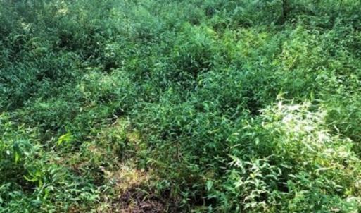 Photo of SOLD!!  83 Acres of Timber and Hunting Land For Sale in Warren County NC!