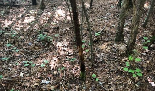 Photo of SOLD!!  83 Acres of Timber and Hunting Land For Sale in Warren County NC!