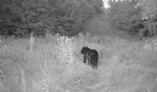 Photo of SOLD!  19 Acres of Residential Hunting Land For Sale in Pittsylvania County VA!