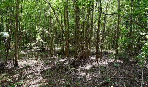 Photo of SOLD!  19 Acres of Residential Hunting Land For Sale in Pittsylvania County VA!