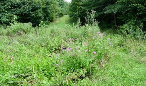 Photo of SOLD!  19 Acres of Residential Hunting Land For Sale in Pittsylvania County VA!