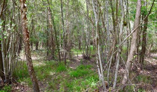 Photo of SOLD!  19 Acres of Residential Hunting Land For Sale in Pittsylvania County VA!