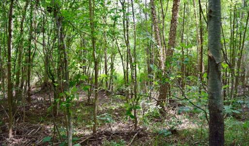 Photo of SOLD!  19 Acres of Residential Hunting Land For Sale in Pittsylvania County VA!