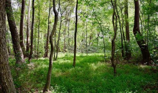 Photo of SOLD!  19 Acres of Residential Hunting Land For Sale in Pittsylvania County VA!
