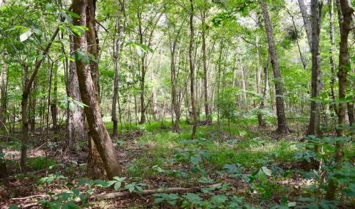 Photo of SOLD!  19 Acres of Residential Hunting Land For Sale in Pittsylvania County VA!