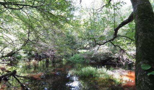 Photo of SOLD!  29 Acres of Hunting and Farm Land For Sale in Duplin County NC!