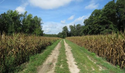 Photo of SOLD!  29 Acres of Hunting and Farm Land For Sale in Duplin County NC!