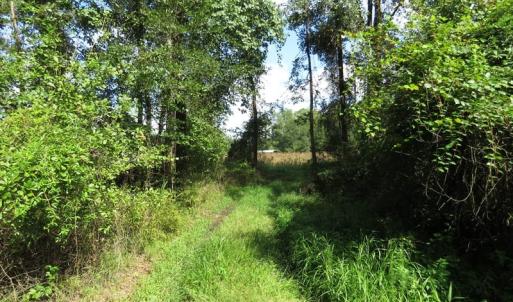 Photo of SOLD!  29 Acres of Hunting and Farm Land For Sale in Duplin County NC!