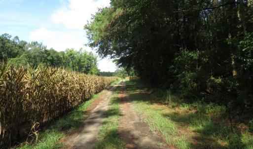 Photo of SOLD!  29 Acres of Hunting and Farm Land For Sale in Duplin County NC!