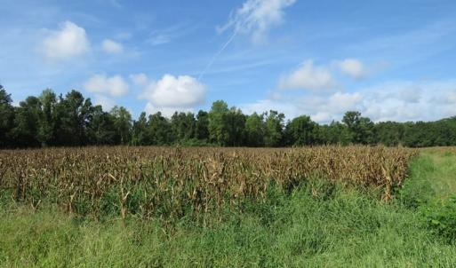 Photo of SOLD!  29 Acres of Hunting and Farm Land For Sale in Duplin County NC!