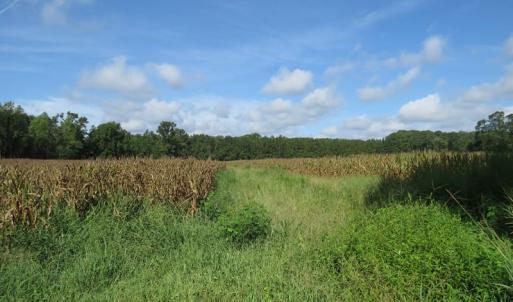 Photo of SOLD!  29 Acres of Hunting and Farm Land For Sale in Duplin County NC!
