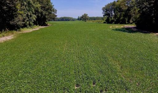 Photo of SOLD!  210 Acres of Farm and Timber Land For Sale in Johnston County NC!