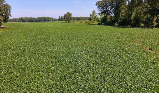 Photo of SOLD!  210 Acres of Farm and Timber Land For Sale in Johnston County NC!